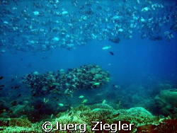 Huge Fish Schools on Coral Reef at Barracuda Point, Sipad... by Juerg Ziegler 